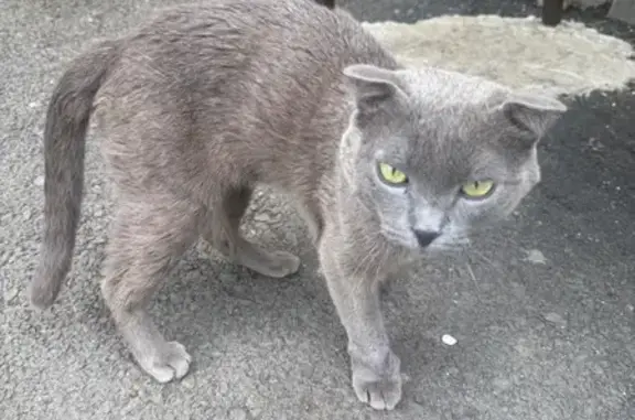 Найдена кошка, Бийск, фото: Серый кот найден: Ленинградская 37, Бийск