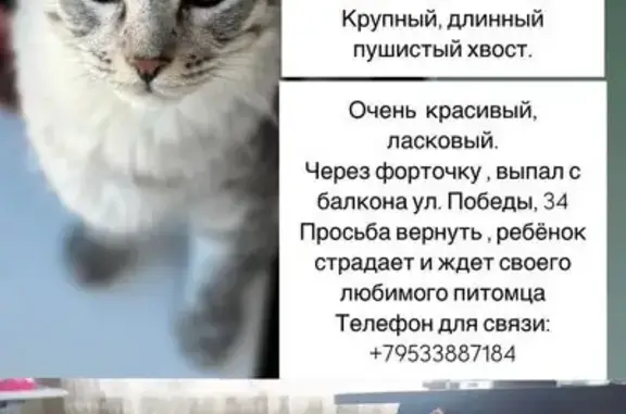 Пропала кошка, ул. Победы 34, Серов
