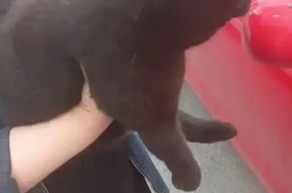 Кошка найдена на Янтарной улице, Тюмень