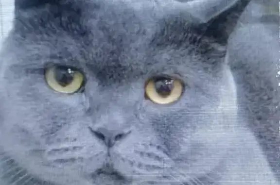 Кошки потеряшки, Мининский сельсовет, фото: Потеряшка кошка, СНТ Боровое, Красноярск