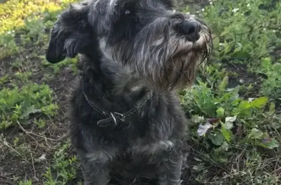 Найдена собака, Нижегородка, фото: Найден терьер, Нижегородка, 80К-032