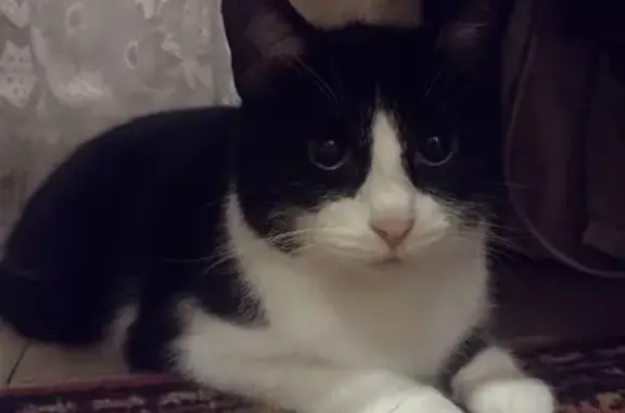 Объявления о пропавших и найденных животных, Санкт-Петербург, фото: Кошка найдена: ул. Есенина, 28 к2, СПб