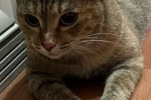 Кошка найдена: ул. Годенко 1, Красноярск