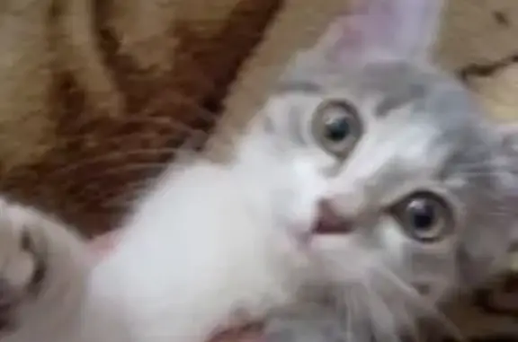 Кошка найдена: Октябрьская, 18, Бреды