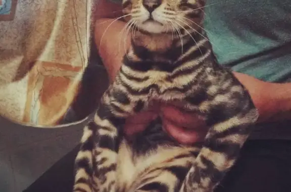 Пропала кошка, СНТ Лотос, Ворсино