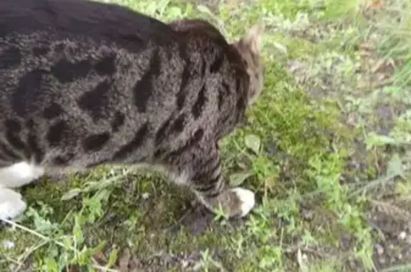 Кошка найдена в сквере Победы, Тюмень