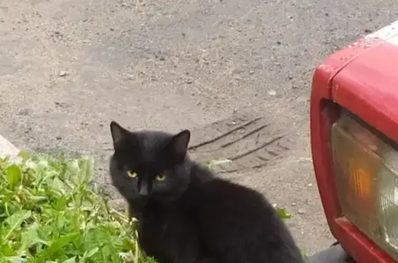 Кошка найдена: б-р Интернационалистов, 11