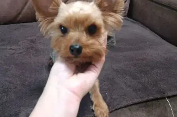 Найдена собака, Сызрань, фото: Йорк найден: пр. 50 лет Октября, Сызрань