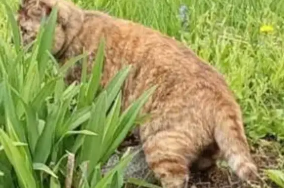 Пропала кошка, Корфовское, 70