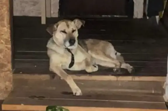 Найдена собака, Калужская область, фото: Собака найдена: с. Боровенск, Калужская обл.