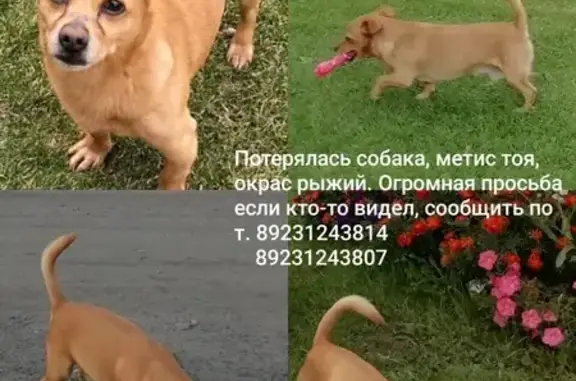Собаки потеряшки, Новолуговое, фото: Потеряшка собака на Андреева, 2 к1