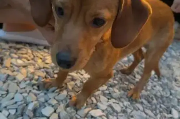 Найдена собака на набережной, Новороссийск