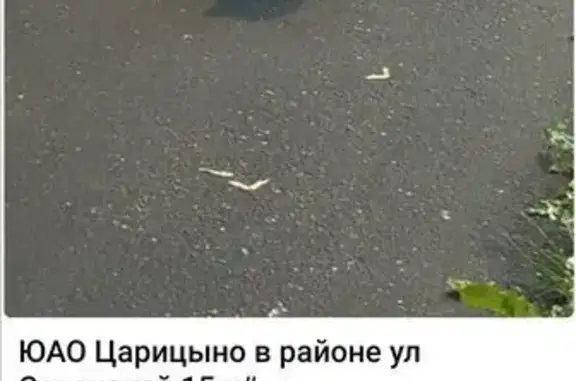 Найдена кошка, Москва, фото: Найдена кошка, Севанская ул., 15к1, Москва