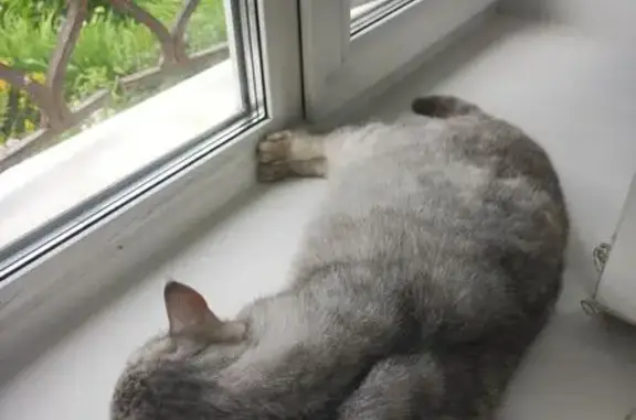 Найдена кошка, Кузнецк, фото: Кошка найдена на ул. Кирова, Кузнецк