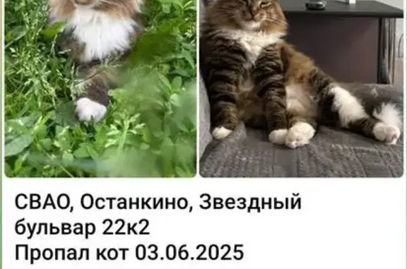 Кошки потеряшки, Москва, фото: Потеряшка кот, Звёздный бульвар 22 к2, Москва