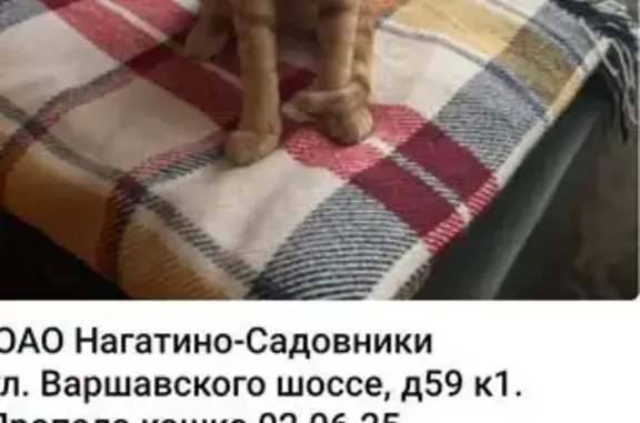 Кошки потеряшки, Москва, фото: Потеряшка кошка, Варшавское шоссе 59к1