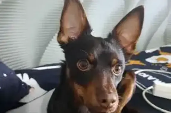 Собаки потеряшки, Лукоянов, фото: Потеряшка собака, ул. 1 Августа, 16, Лукоянов