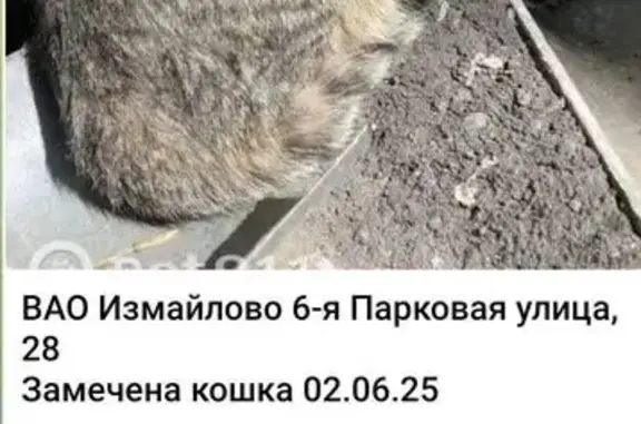 Кошка найдена, 6-я Парковая, 28, Москва