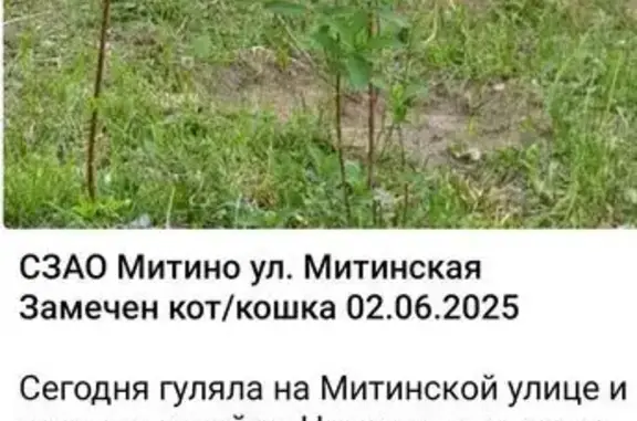 Кошка найдена на Митинской улице, Москва