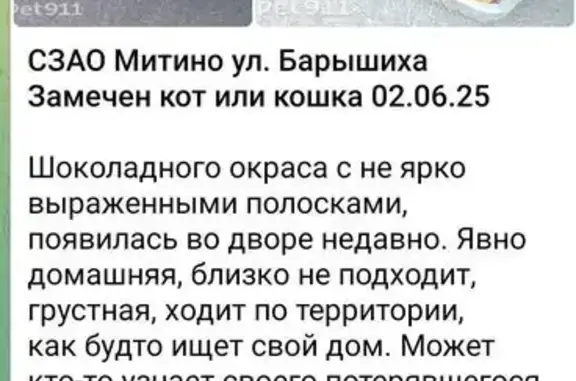 Кошка найдена: ул. Барышиха, 41 к3