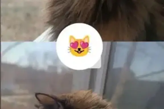 Пропала кошка, ул. 40 лет Октября, 64