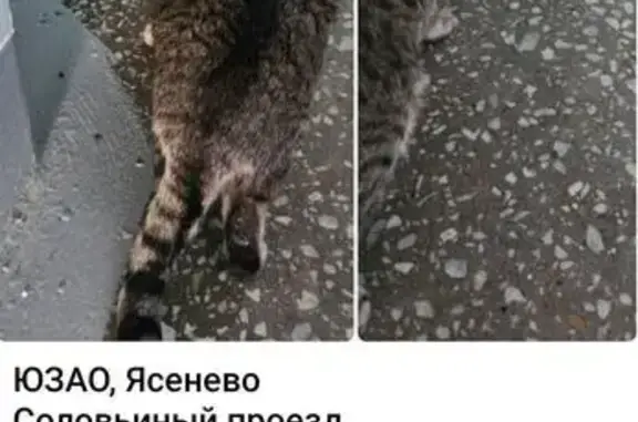 Кошка найдена: Соловьиный проезд, Москва