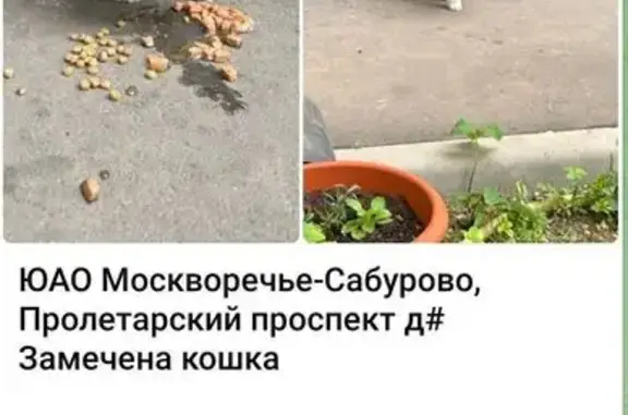 Найдена кошка, Москва, фото: Кошка найдена: ул. Москворечье, 16, Москва