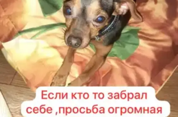 Пропала собака, ул. Нефтяников, 3, Усть-Кут