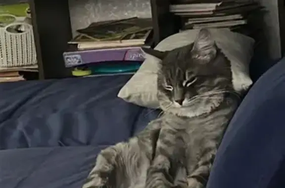 Кошки потеряшки, Тимашевск, фото: Потеряшка кот, ул. Степанова, 3, Тимашёвск