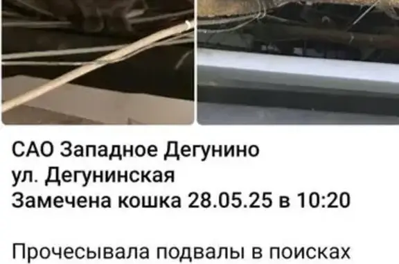 Кошка найдена: Дегунинская ул., 26 к1