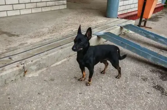 Собака найдена на Победной 14, Н. Новгород