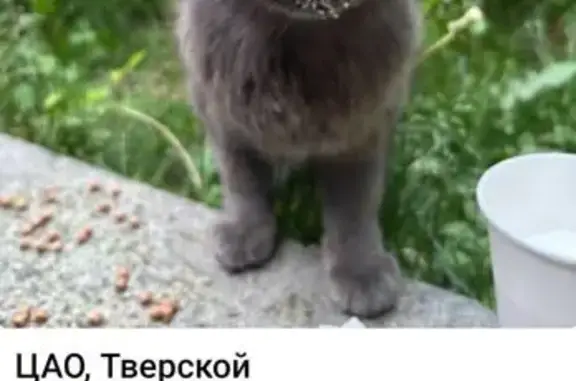 Найдена кошка, Москва, фото: Найдена кошка: Тверской бульвар, 24с1