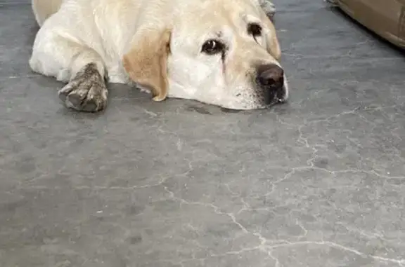 Собака найдена у Новорядская 58, Волгоград