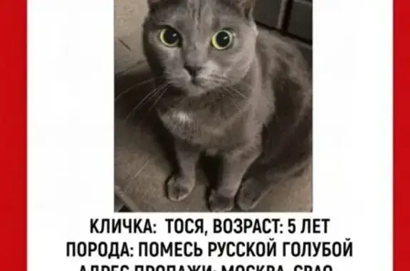 Пропала серая кошка, ул. Декабристов 21