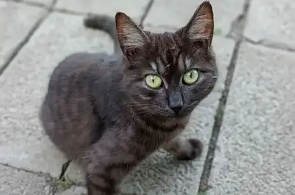 Найдена кошка, Иркутск, фото: Кошка найдена: Первомайская, 64, Иркутск