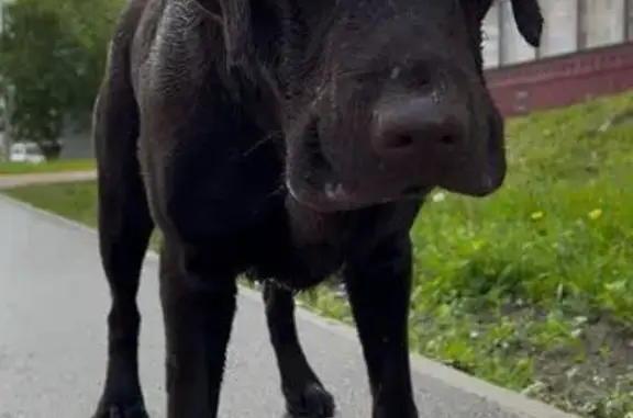 Найдена собака, Ленинградская 60, Череповец