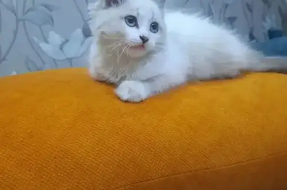 Кошка найдена: ул. Рахова, 98, Чита