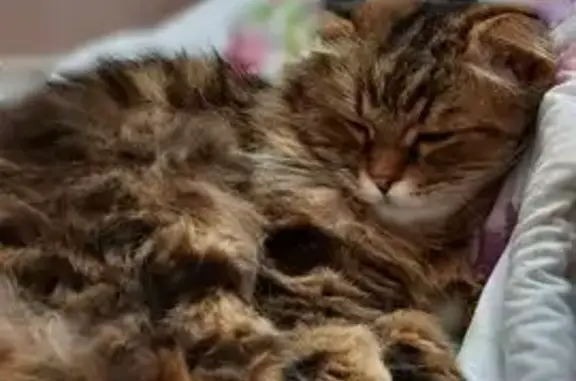 Пропала кошка, Караульная 7, Ставрополь