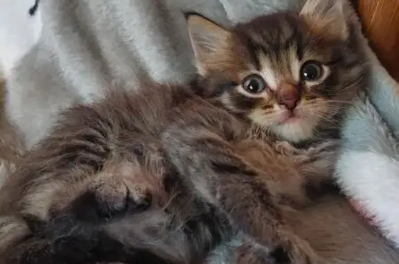 Котенок найден: 6-я ул., Балашиха