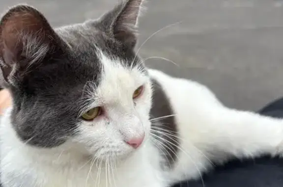 Кошка найдена: Студенческий городок, 10