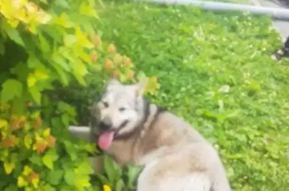 Найдена собака, Кемерово, фото: Найден щенок, Кемерово, 1-я Линия, 24А