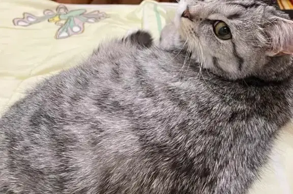 Пропала кошка Фрося, ул. Урманлы, 21А