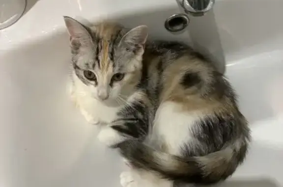 Кошки потеряшки, , фото: Потеряшка кошка на Свердлова, 1В, Тольятти