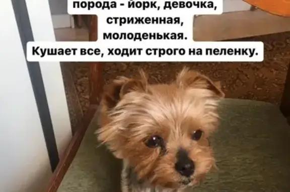 Найдена собака, Краснодар, фото: Йорк найден на Хабаровской, 47, Краснодар