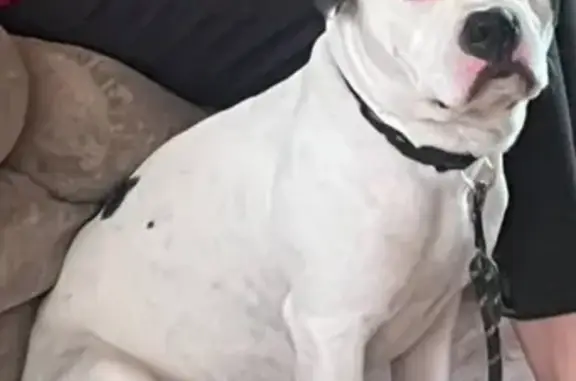 Найдена собака, Челябинск, Эльтонская 36