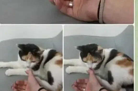 Найдена кошка, , фото: Котенок найден: Новая ул., Железнодорожный