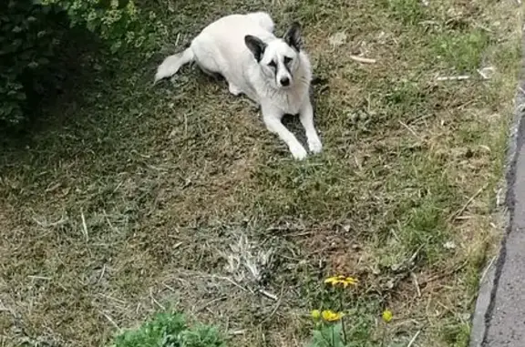 Собака найдена: Львовская ул., Н. Новгород