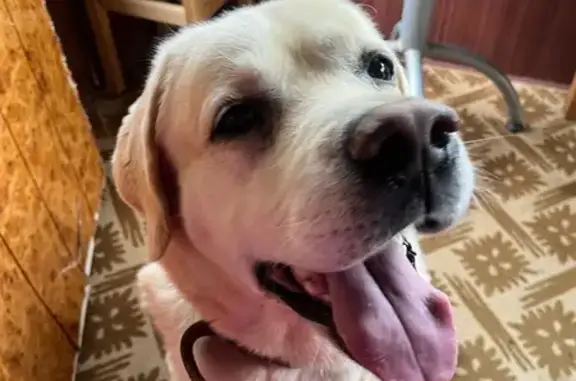 Найдена собака, Нижегородская область, фото: Лабрадор найден на крыльце дачи, Нижегородская 56