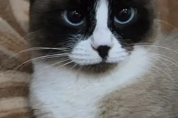 Кошки потеряшки, Саратов, фото: Потеряшка кошка, пр. Строителей, 9, Саратов