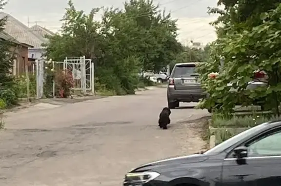 Найдена собака, Воронеж, фото: Собака найдена: ул. Крайняя, 48, Воронеж